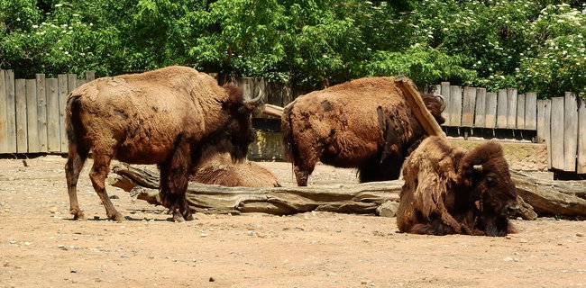 Bisons